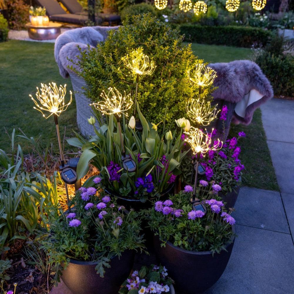 x6 Solar Peony & x6 Pebbles Pack