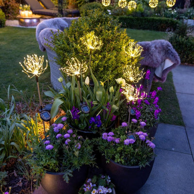 x6 Solar Peony & x6 Pebbles Pack