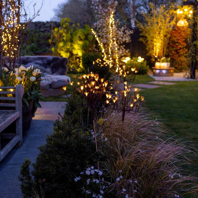 X12 Wild Fennel Lights
