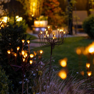 X6 Wild Fennel Lights