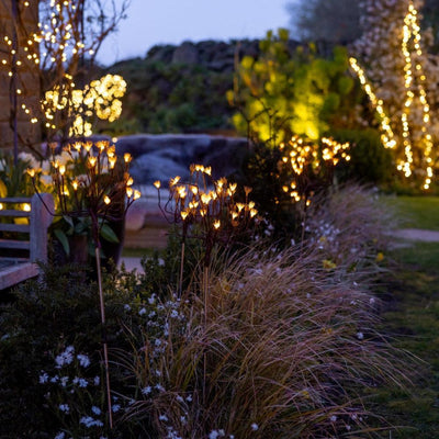 X6 Wild Fennel Lights