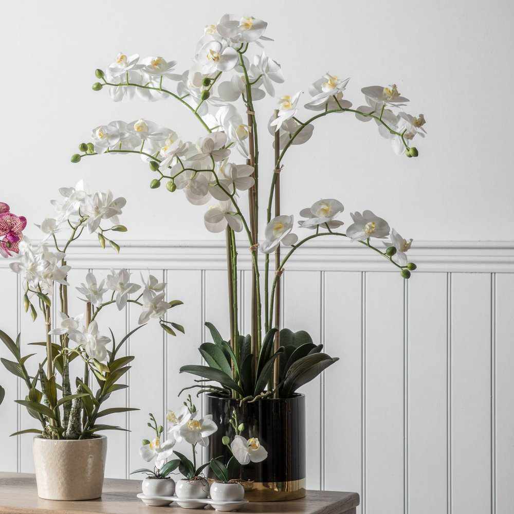 PLANTS - Orchid White With Black Gold Pot