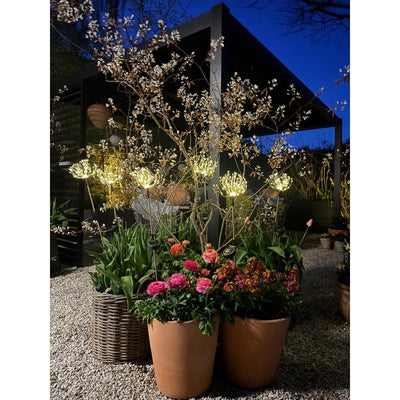 x6 Solar Peony & x6 Pebbles Pack