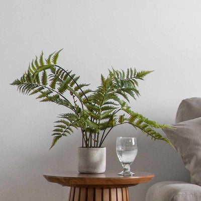 PLANTS - Potted Fern In Cement Pot