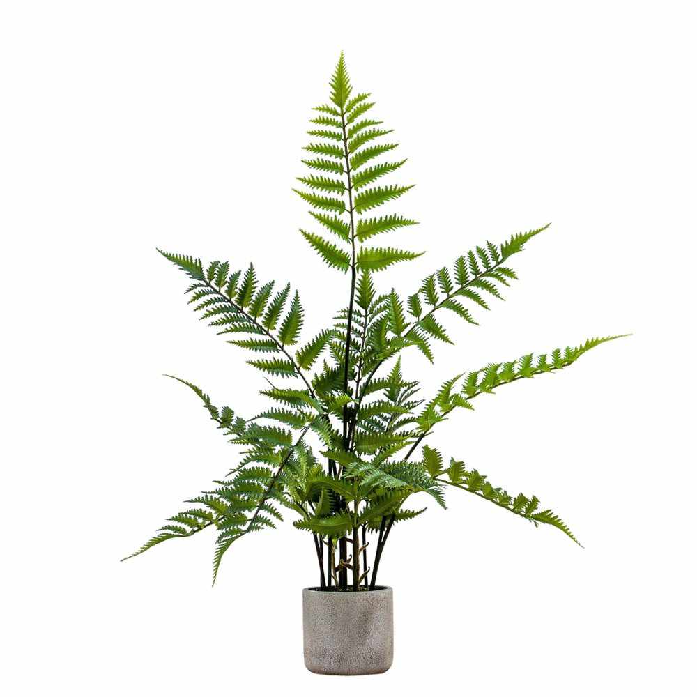 PLANTS - Potted Fern In Cement Pot