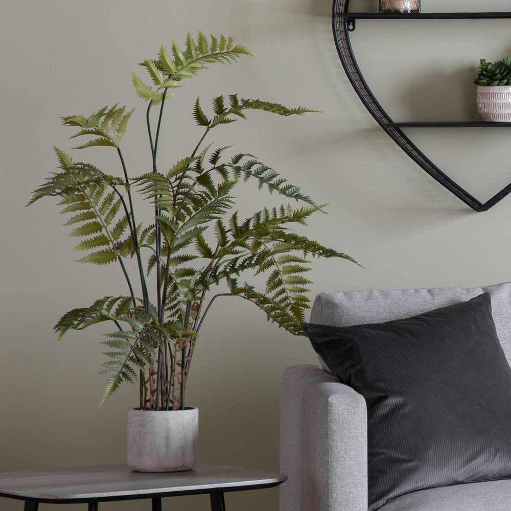 PLANTS - Potted Fern In Cement Pot Large