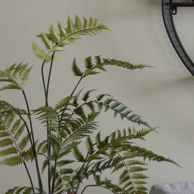 PLANTS - Potted Fern In Cement Pot Large