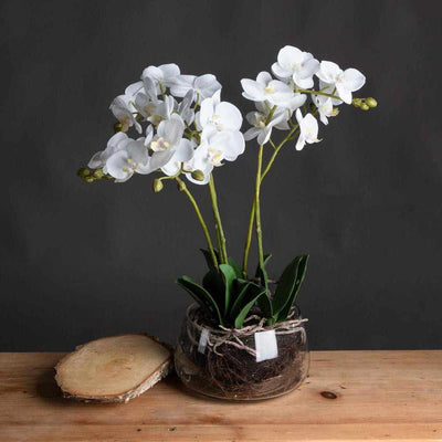 White Orchid In Glass Pot - NEST & FLOWERS