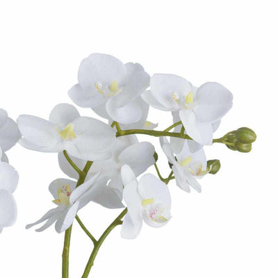 White Orchid In Glass Pot - NEST & FLOWERS