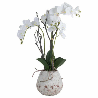 White Orchid In Stone Pot - NEST & FLOWERS