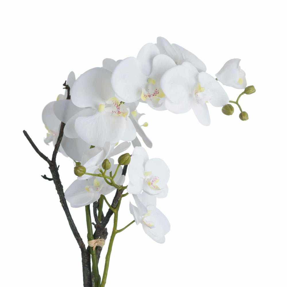 White Orchid In Stone Pot - NEST & FLOWERS