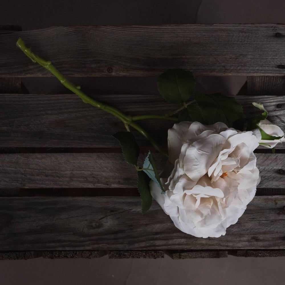 White Short Stem Roses x3